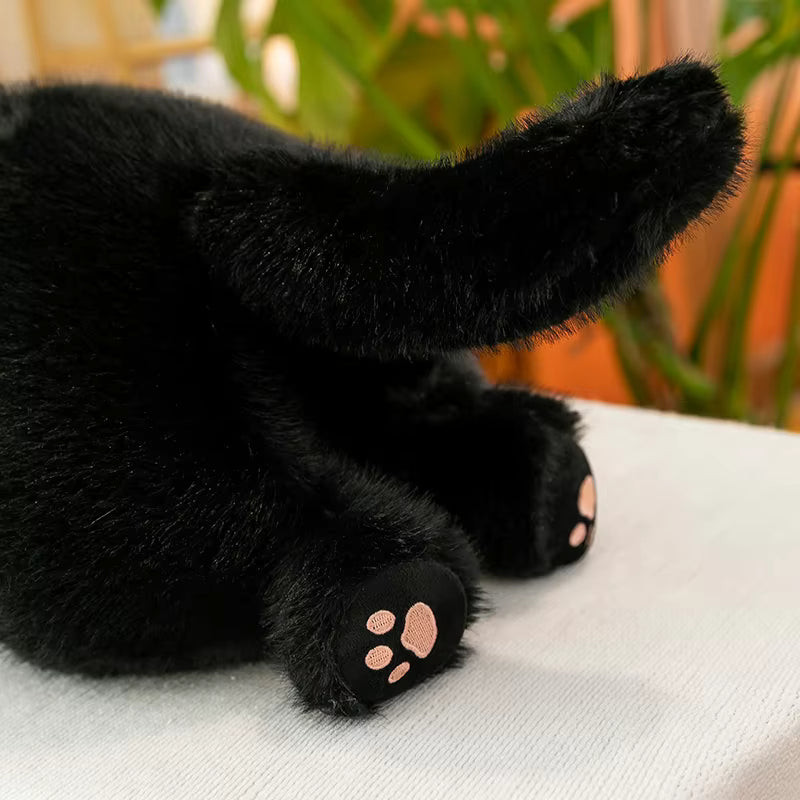 Cute Lying Cat